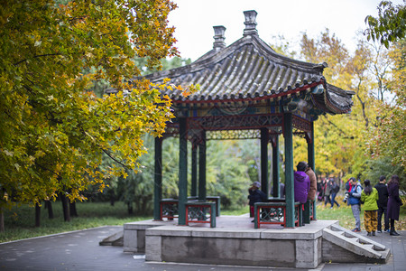 秋叶花边装饰秋亭背景