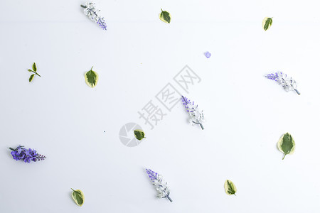 白色下的花背景图片