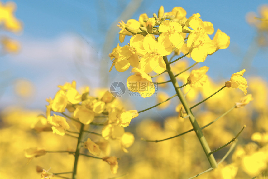 油菜花图片