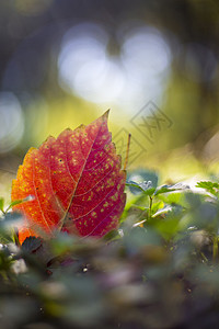 红火的秋叶背景图片
