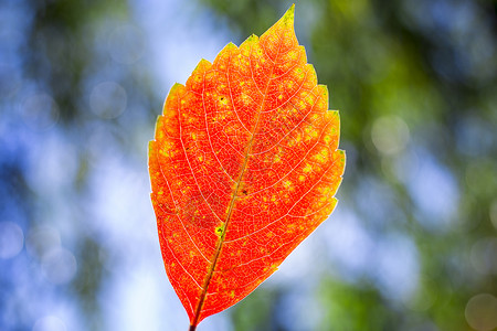 红火的秋叶背景图片