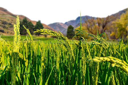 高山水稻绿色水稻高清图片素材