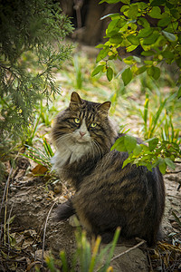 猫与秋天背景图片