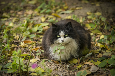 温暖可爱治愈系植物素材猫与秋天背景
