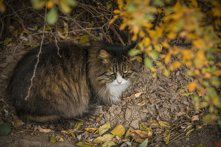 猫与秋天背景图片