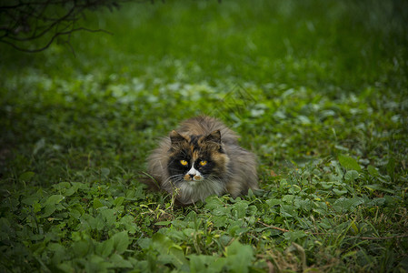 猫与秋天背景图片