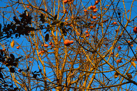秋天水果苹果秋柿子背景