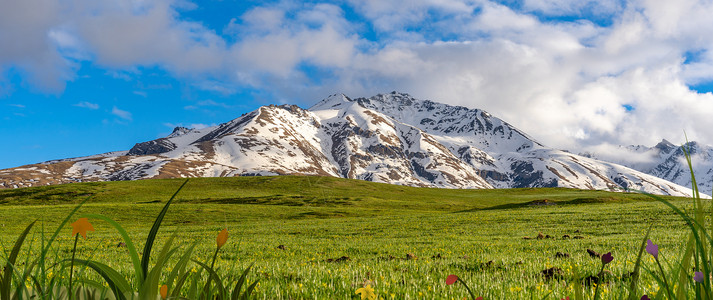雪山下的草原山脉设计图片