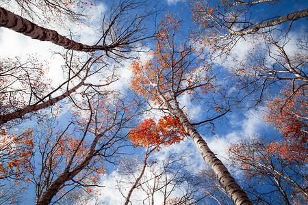 秋树背景图片