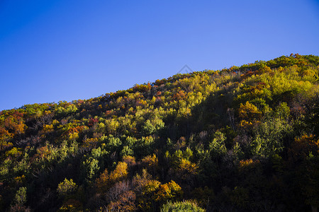 秋景背景图片