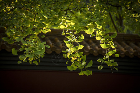 银杏树与绿色植物秋.银杏树背景