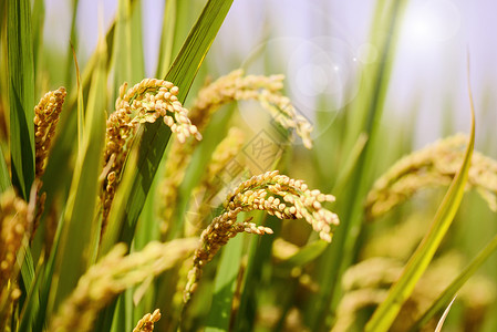 纯天然大米水稻设计图片