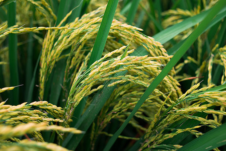 绿色大米水稻设计图片