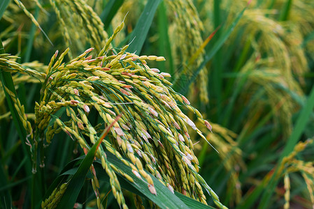 大米水稻水稻设计图片