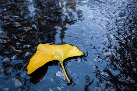 秋.雨后图片