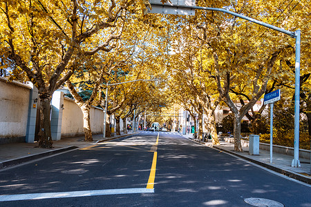 城市秋景上海秋天街景背景