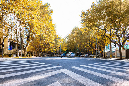 城市秋景上海秋色街景背景