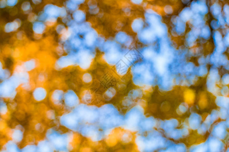 虚化的秋色树木背景图片