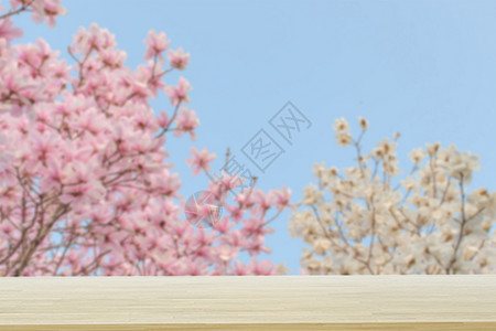 粉红色玉兰花木板处的玉兰花设计图片