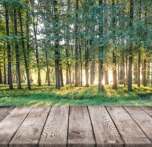 树林木头木板设计图片