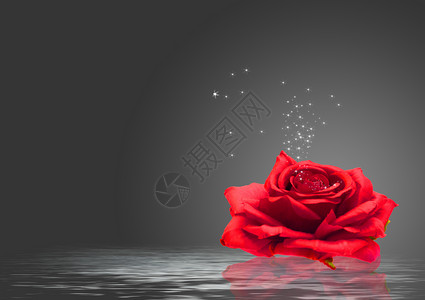 水彩绘红色松鼠水面上的玫瑰花设计图片