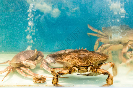 螃蟹季超市商场里的大闸蟹背景
