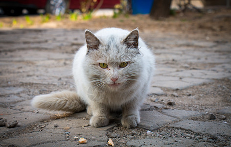 纯白流浪猫吃火腿肠高清图片