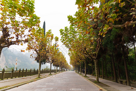 都江堰秋天街道枯黄的树叶图片