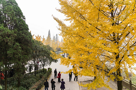 都江堰秋天枯黄的树叶图片素材