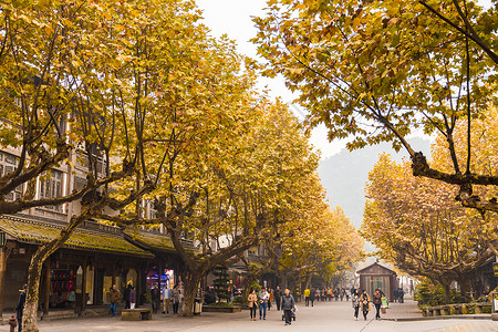都江堰街道秋天枯黄的树叶图片素材