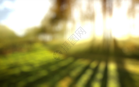 树林光影朦胧背景设计图片
