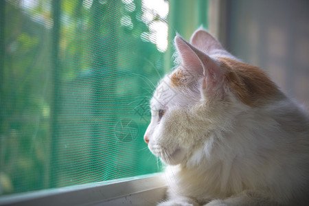 猫咪眯眼猫咪看向窗外背景