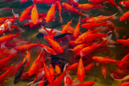 一群红色鱼鱼背景