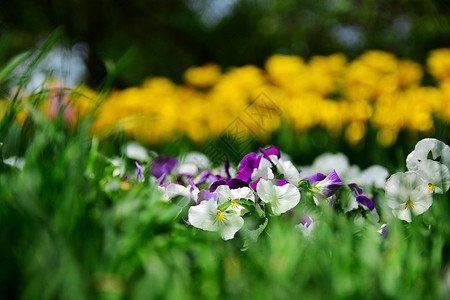 北京植物园草丛中的花朵高清图片