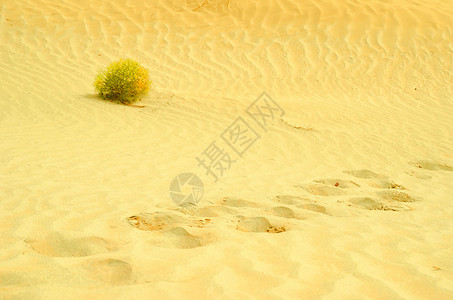 塔克拉马干沙漠的一株草高清图片