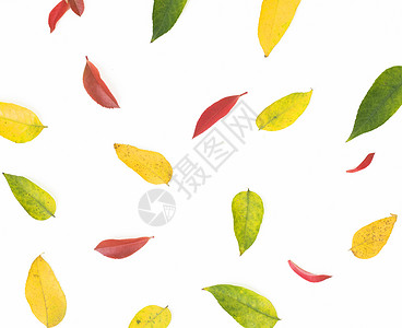 四季变换的树叶背景图片