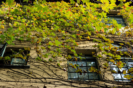 攀爬在墙壁上的树叶背景图片