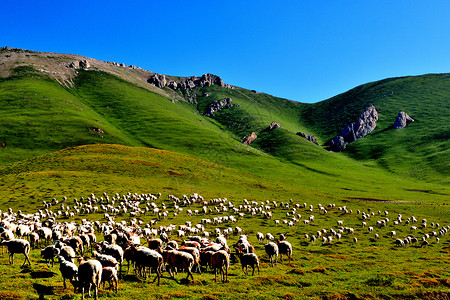 绿色金龙送福龙年甘南风光背景