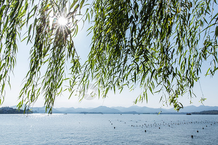 杭州西湖柳树阳光风景景点高清图片素材