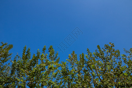 杭州西湖蓝天绿植背景图片