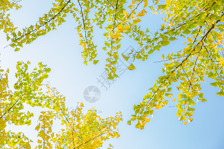 清新自然蓝天银杏树背景图片