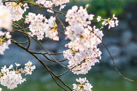 粉色烂漫樱花樱花背景