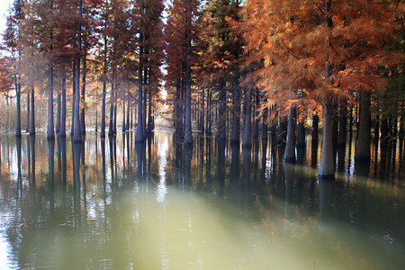 西沙湿地水杉图片