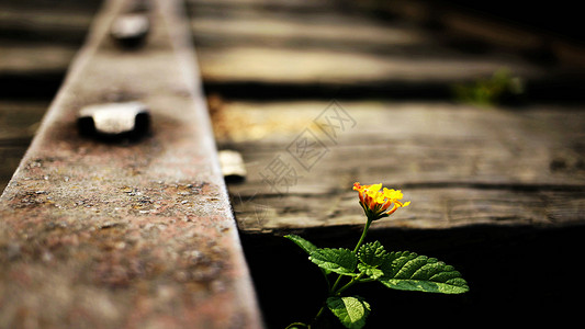 不惧逆境铁路边上成长的小花朵背景