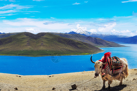 牦牛图片西藏拉萨布达拉宫纳木错及川藏线上背景