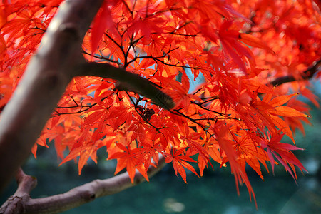 秋天的红枫园林红叶节高清图片