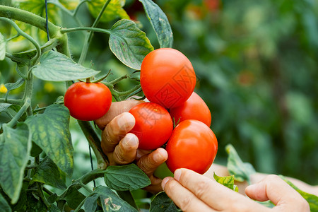 番茄 西红柿背景图片