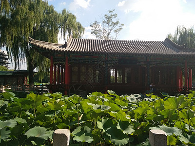 济南荷花济南大明湖畔背景