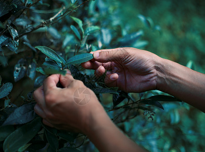 叶茶武夷茶文化背景