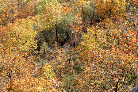 金秋、峡谷背景图片